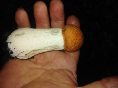 Leccinum albostipitatum