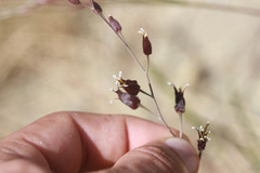 Streptanthus glandulosus niger