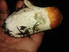 Leccinum albostipitatum