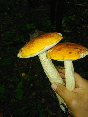Leccinum albostipitatum