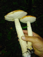 Leccinum albostipitatum