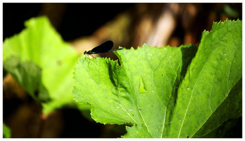 Konjska smrt (Calopteryx virgo)