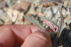 Streptanthus glandulosus niger