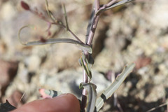 Streptanthus glandulosus niger