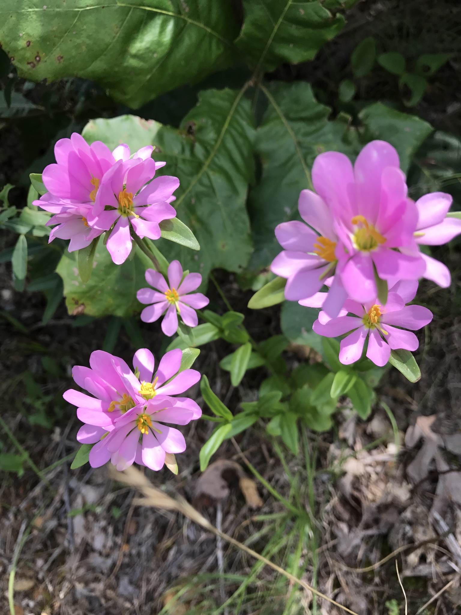 Sabatia capitata