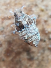 Megamelodes quadrimaculatus