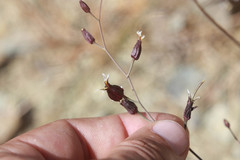 Streptanthus glandulosus niger
