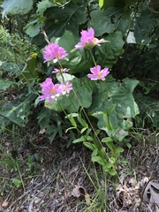 Sabatia capitata