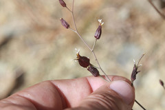 Streptanthus glandulosus niger