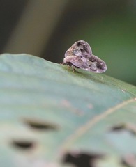 Ricanoptera fenestrata