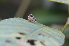 Ricanoptera fenestrata