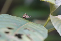 Ricanoptera fenestrata
