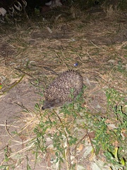 Erinaceus roumanicus