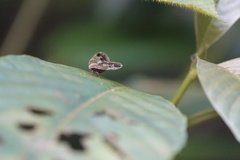 Ricanoptera fenestrata