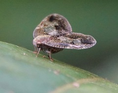 Ricanoptera fenestrata