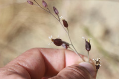 Streptanthus glandulosus niger
