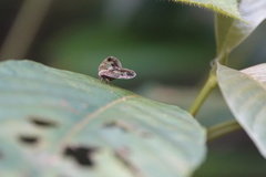 Ricanoptera fenestrata