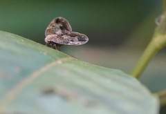 Ricanoptera fenestrata