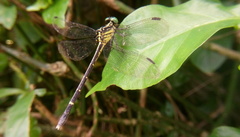 Leptogomphus sauteri
