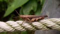 Xenocatantops brachycerus
