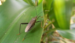 Notobitus meleagris