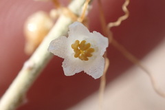 Cuscuta approximata