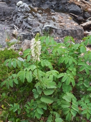 Sanguisorba stipulata
