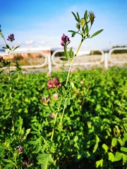 Medicago × varia