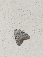 Meganola strigula