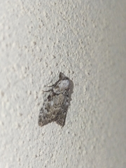 Meganola strigula