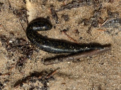 Nephelopsis