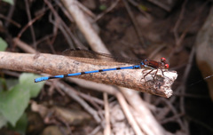 Argia joergenseni