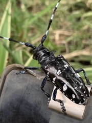 Anoplophora glabripennis