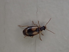 Lebia fuscata