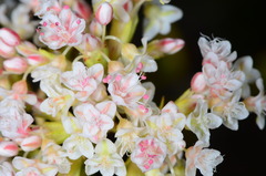 Eriogonum fasciculatum foliolosum