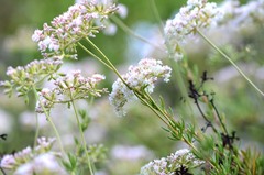 Eriogonum fasciculatum foliolosum