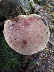 Aureoboletus mirabilis