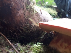 Aureoboletus mirabilis