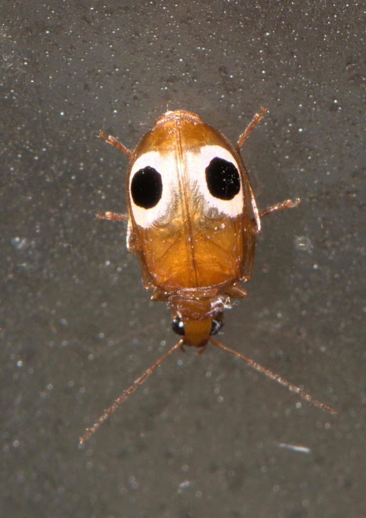 Lebidia bioculata