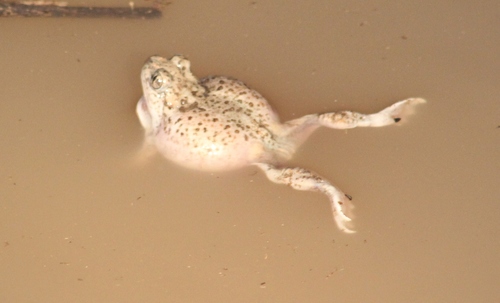 Spea multiplicata