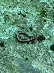 Plethodon shenandoah