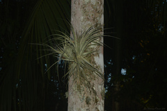 Tillandsia gardneri