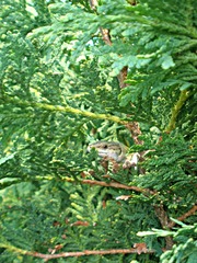 Podarcis siculus campestris