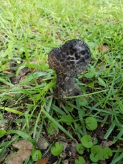 Strobilomyces strobilaceus image