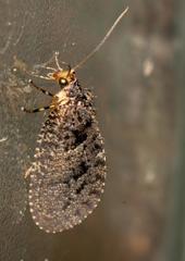 Neuronema decisum