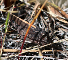 Cratypedes lateritius