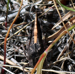 Cratypedes lateritius