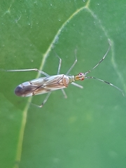 Dicyphus famelicus