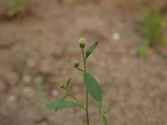 Erigeron canadensis