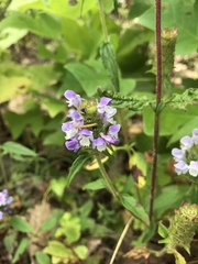 Prunella vulgaris lanceolata